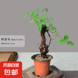 何首乌盆栽盆景老桩植物根球盆景爬藤植物中草药植物盆栽盆景 90#何首乌（7年根球）20-30cm高
