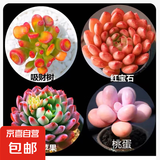 多肉植物精选图片品种发货照图办公室室内阳台桌面图片品种指定品 吸财树+红宝石+蓝苹果+桃蛋+盆土