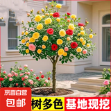 棒棒糖树桩月季花苗树状特大花朵四季开花花卉植物庭院玫瑰花树苗 【今日特惠混色】直径1-1.2cm 不含盆