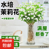 【净化空气】茉莉花盆栽浓香型土培室内水培驱蚊四季好养绿植花卉 推荐款：15天爆香【6颗茉莉】比香水还香 四季开花【驱蚊浓香A级茉莉花】