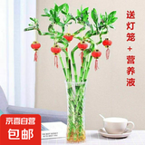 【带根富贵竹转运竹龙竹】招财水培植物客厅弯竹开运竹子盆栽花卉 50-55cm转运竹--10支送5灯笼