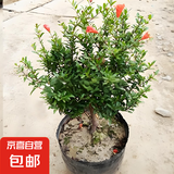 石榴花盆栽果树苗带果观赏可食用室内阳台四季开绿植盆景花卉旺宅 花石榴原盆土5年30-40cm高 含盆