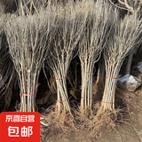 木槿花盆栽重瓣木槿棒棒糖花苗庭院绿化地栽风景树可食用木槿树苗 黄花木槿2公分粗约1.3米高 80cm(含)-89cm(含)