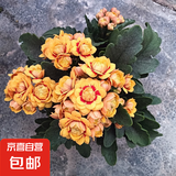 长寿花盆栽带花苞重瓣大花绿巴黎花卉观花植物室内外阳台四季开花 【洛桑】长寿花+螺纹盆+底碟+肥料 带花带花苞发货