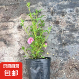 小木槿花苗棒棒糖盆栽苗优雅女士小苗阳台花卉花园庭院植物微草莓 丛生木槿小苗1颗【原盆土发】