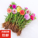 重瓣混色太阳花苗带根盆栽苗四季开花阳台大花植物带花苞室内庭院 带根重瓣：1棵+花肥