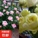 瑞典女王月季夏季耐晒灌木月季带花苞四季开花玫瑰大苗阳台庭院 瑞典女王+奶油龙沙两颗原盆原土发货小苗