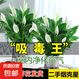 【热销款】白掌一帆风顺盆栽水培植物室内花绿植红掌发财树吸甲醛 特级白掌带花+繁星自吸盆