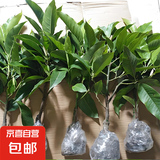 白兰花盆栽树苗带花苞玉兰花室内庭院四季开花浓香花卉黄角兰植物 精品黄兰50cm（带花苞）加仑盆 不含盆