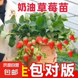 草莓苗四季奶油草莓苗种植盆栽阳台庭院地栽当年结果南方北方种植 奶油草莓 【特别推荐4盆装】