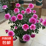 【果汁阳台月季】大苗玫瑰花苗盆栽大花欧月浓香阳台庭院带花苞 天方夜谭【带花苞】 大苗【开花爆满】