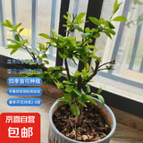 原生长寿冠海棠花盆栽四季开花树苗花卉植物室内盆景老桩耐寒好养 10年海棠【造型好 四季开花】 不含盆