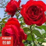 果汁阳台月季花苗四季开花卉盆栽绿植物室内花易活玫瑰带花苞庭院 红苹果【大花浓香，月月开分枝多】 【带花苞】【盆口径15cm】原盆冠25高35