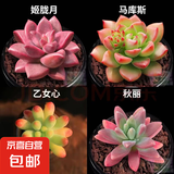 多肉植物精选图片品种发货照图办公室室内阳台桌面图片品种指定品 姬胧月+马库斯+乙女心+秋丽+盆土