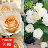 瑞典女王月季夏季耐晒灌木月季带花苞四季开花玫瑰大苗阳台庭院 蜜桃雪山+婚礼之路两颗原盆原土发货小苗