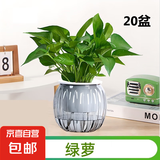 【绿萝盆栽带精致南瓜储水盆】吸甲醛净化空气水培绿植物花卉好养 【办公室绿化20盆】绿萝+灰色南瓜盆自吸水 整体含盆高度20-25cm