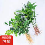 九里香盆栽浓香水培植物四季好养树苗室内好养花卉驱蚊竹柏绿植 【九里香5颗+驱蚊竹5颗】 送肥料