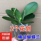 蝴蝶兰盆栽带花剑四季开花客厅室内兰花大苗桌面无花苞花好养易活 【主图款】---【包开花】送营养液2包 带1支花剑