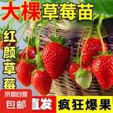 草莓苗四季奶油草莓苗种植盆栽阳台庭院地栽当年结果南方北方种植 红颜草莓 【特别推荐4盆装】