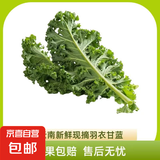 羽衣甘蓝新鲜生鲜蔬菜嫩叶甘兰芥蓝西餐沙拉榨汁减肥减脂山姆同款 羽衣甘蓝闺蜜2斤装