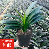 大盆君子兰盆栽名贵国宝级花卉苗绿植物圆头和尚室内客厅四季好养 【掌柜推荐】8-11片叶子+带土 送肥料
