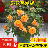果汁阳台月季花苗四季开花卉盆栽绿植物室内花易活玫瑰带花苞庭院 果汁阳台【大花浓香，月月开分枝多】 【带花苞】【盆口径15cm】原盆冠25高35