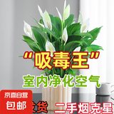 【热销款】白掌一帆风顺盆栽水培植物室内花绿植红掌发财树吸甲醛 特级白掌带花+杏色提拉米苏盆