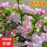 海棠树苗庭院地栽高杆西府海棠垂丝海棠花耐寒植物花北美海棠包邮 西府海棠树苗 3公分粗1.4米高度【分叉带土球】