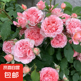 果汁阳台月季花苗四季开花卉盆栽绿植物室内花易活玫瑰带花苞庭院 珊瑚果冻【大花浓香，月月开分枝多】 【带花苞】【盆口径15cm】原盆冠25高35