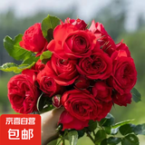 【果汁阳台月季】大苗玫瑰花苗盆栽大花欧月浓香阳台庭院带花苞 红苹果【带花苞】 中苗【当年开花】