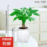 【带盆高度约15-25cm】发财树盆栽室内植物客厅办公室自吸水好养 单杆发财树+白南瓜自吸水盆 花盆直径约10cm
