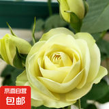 果汁阳台月季花苗四季开花卉盆栽绿植物室内花易活玫瑰带花苞庭院 奶油龙沙【多头淡香，月月开分枝多】 【带花苞】【盆口径15cm】原盆冠25高35