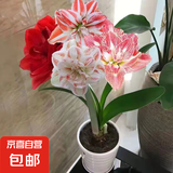 进口朱顶红盆栽重瓣朱顶红种球多色好养活室内种球四季开花卉植物 多色女神种球 不含盆