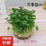 铜钱草水培盆栽室内室外花卉招财金钱草绿植吸甲醛绿植大叶子植物 土培水培铜钱草1盆带叶子