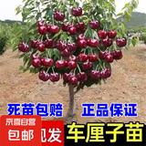 正宗嫁接车厘子树苗大樱桃树苗桃树李子盆栽果树苗南北方种植带土 【保真】黑珍珠樱桃树6年苗一颗
