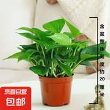 【绿萝盆栽带精致南瓜储水盆】吸甲醛净化空气水培绿植物花卉好养 【特惠12盆】绿萝+原盆原土 整体含盆高度20-25cm