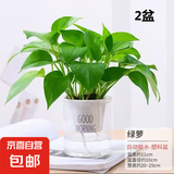 【绿萝盆栽带精致南瓜储水盆】吸甲醛净化空气水培绿植物花卉好养 【经典2盆】绿萝+早安吸水盆 整体含盆高度20-25cm