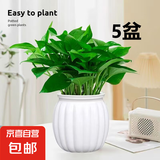 【绿萝盆栽带精致南瓜储水盆】吸甲醛净化空气水培绿植物花卉好养 【热销5盆】绿萝+白色南瓜盆自吸水 整体含盆高度20-25cm