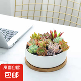 【组合多肉带盆】年宵花⭐植物组合绿植花卉肉肉植物套餐拼盘送礼 圆陶瓷盆+托+10颗多肉+土