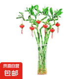 【带根富贵竹转运竹龙竹】招财水培植物客厅弯竹开运竹子盆栽花卉 60-65cm转运竹--10支 送5灯笼