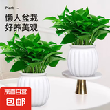 【绿萝盆栽带精致南瓜储水盆】吸甲醛净化空气水培绿植物花卉好养 【爆款2盆】绿萝+白色南瓜盆自吸水 整体含盆高度20-25cm