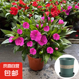 凤仙花盆栽四季开花好养鲜花绿植指甲花阳台庭院耐热观赏花卉植物 深紫色（加仑盆）约20cm高 含盆
