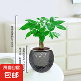 【带盆高度约15-25cm】发财树盆栽室内植物客厅办公室自吸水好养 单杆发财树+钻纹球自吸水盆 花盆直径约10cm