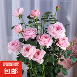 【果汁阳台月季】大苗玫瑰花苗盆栽大花欧月浓香阳台庭院带花苞 瑞典女王【带花苞】 中苗【当年开花】