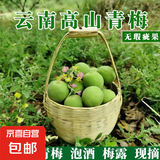 云南高山青梅云南黄梅现摘现发泡酒 云南青梅净重1斤中果25mm-28mm