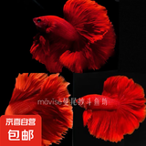 【泰国进口精品斗鱼】观赏鱼苗金鱼热带好养耐活体淡水半月婚纱鱼 S级*红色公下单送鱼食