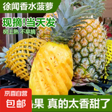 广东徐闻香水菠萝生鲜时令应季热带水果孕妇水果源头产地直发包邮 净重4.8-5斤 约3-5个 单果400g+