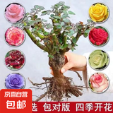 玫瑰老桩花苗室内外盆栽地栽阳台四季开花好养易活花卉月季苗秧 混色系【10颗装】+肥料
