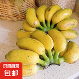 广西网红小米蕉青香蕉发货密封放熟吃新鲜水果皮薄肉厚 净重5斤青蕉发货