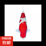 锦鲤鱼活体观赏鱼活鱼小型易养冷水淡水鱼小鱼苗锦鲤金鱼好看锦鲤 红白6-8cm 3条